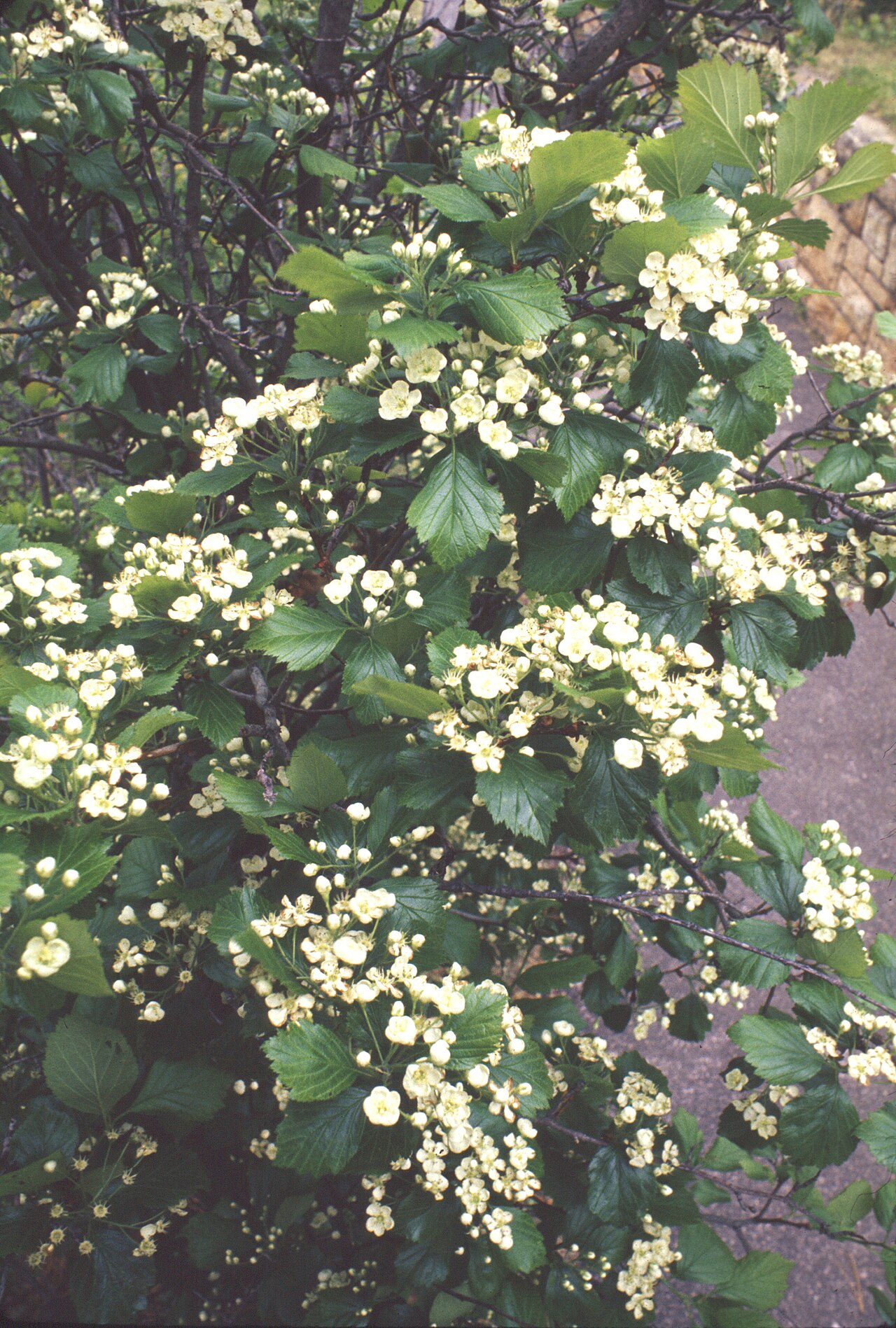 Fleshy Hawthorn (Crataegus succulenta) - PlantNative.org Flowering branch of Fleshy Hawthorn (Crataegus succulenta) with clusters of small white five-petaled flowers and sharply toothed green leaves