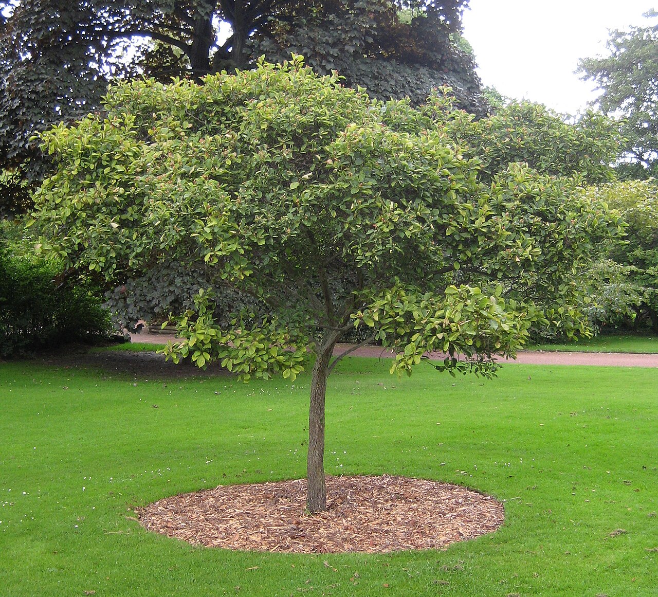 Fleshy Hawthorn (Crataegus succulenta) - PlantNative.org Mature Fleshy Hawthorn (Crataegus succulenta) grown as a small single-trunked tree with a rounded crown, photographed at the Royal Botanic Garden Edinburgh