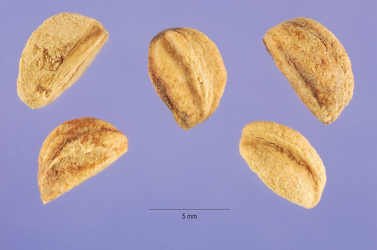 Fleshy Hawthorn (Crataegus succulenta) - PlantNative.org Five hard, ridged Fleshy Hawthorn (Crataegus succulenta) seeds photographed against a plain background with a 5 millimeter scale bar