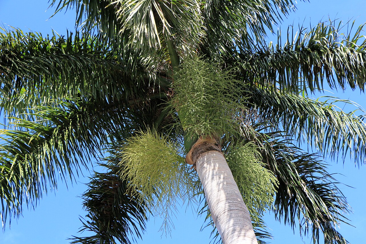 Flower and fruit clusters hanging below the green crownshaft of a Florida royal palm (Roystonea regia)