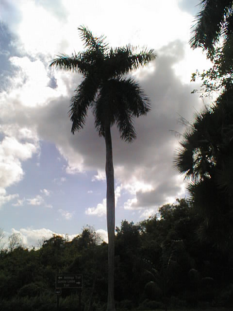 Tall Florida royal palm (Roystonea regia) with a smooth gray trunk and arching crown growing in an Everglades hammock
