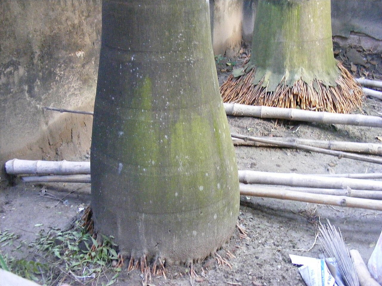 Smooth ringed base of a royal palm (Roystonea regia) trunk showing its distinctive pale bark and root flare