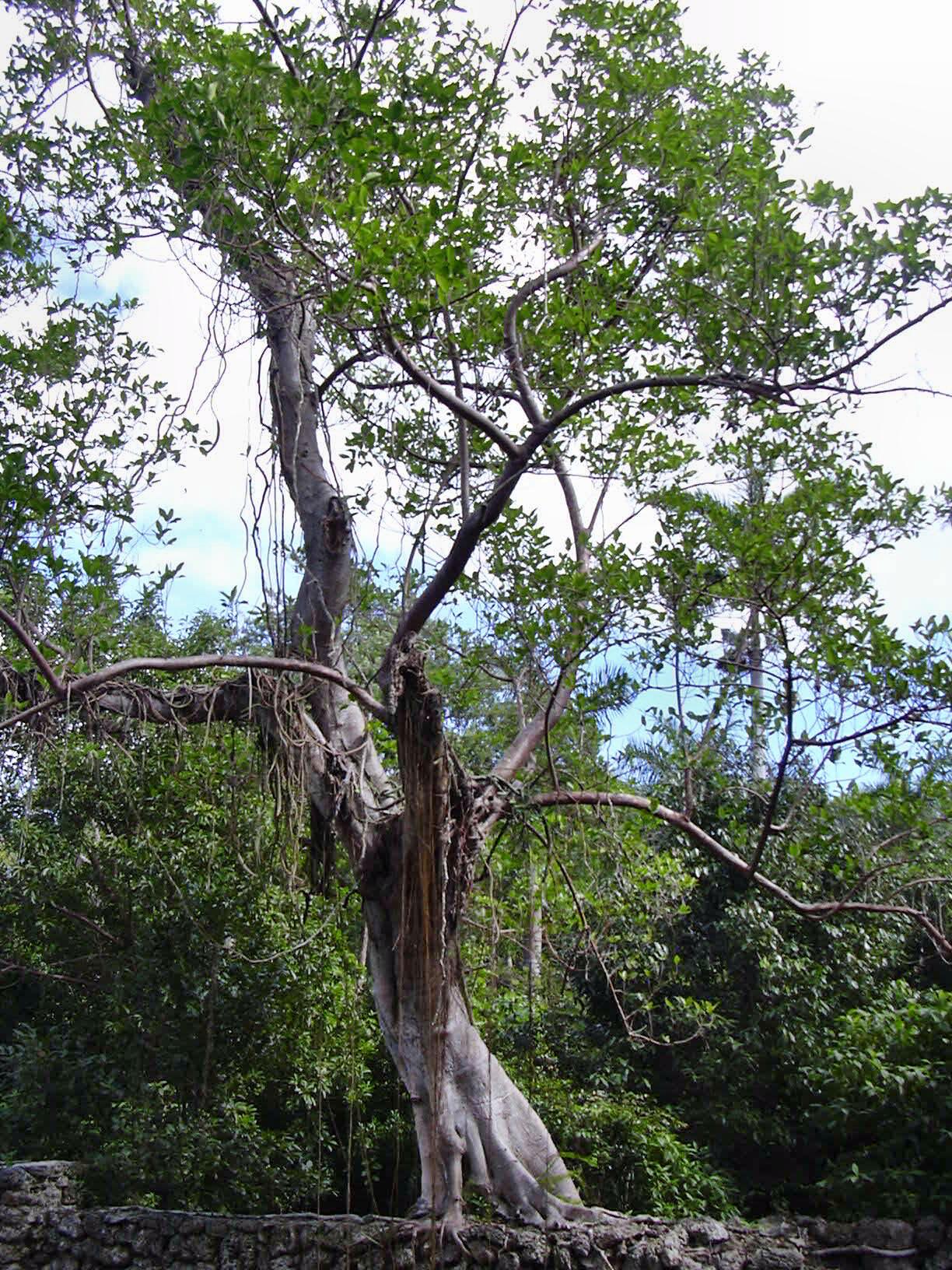 Florida Strangler Fig (Ficus aurea) - PlantNative.org Mature Florida strangler fig (Ficus aurea) with a thick lattice trunk of fused aerial roots and a broad spreading crown