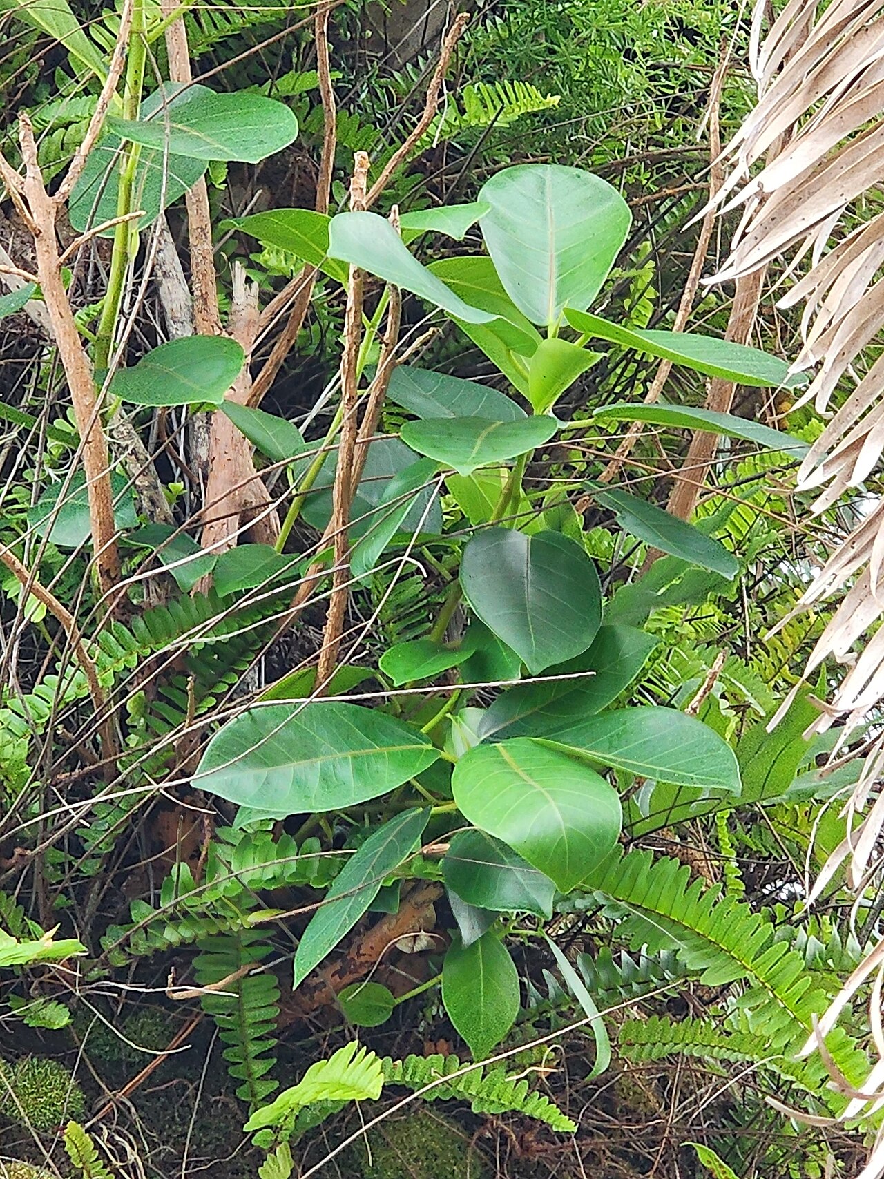 Florida Strangler Fig (Ficus aurea) - PlantNative.org Glossy oval leaves of a young Florida strangler fig (Ficus aurea) growing in hammock understory