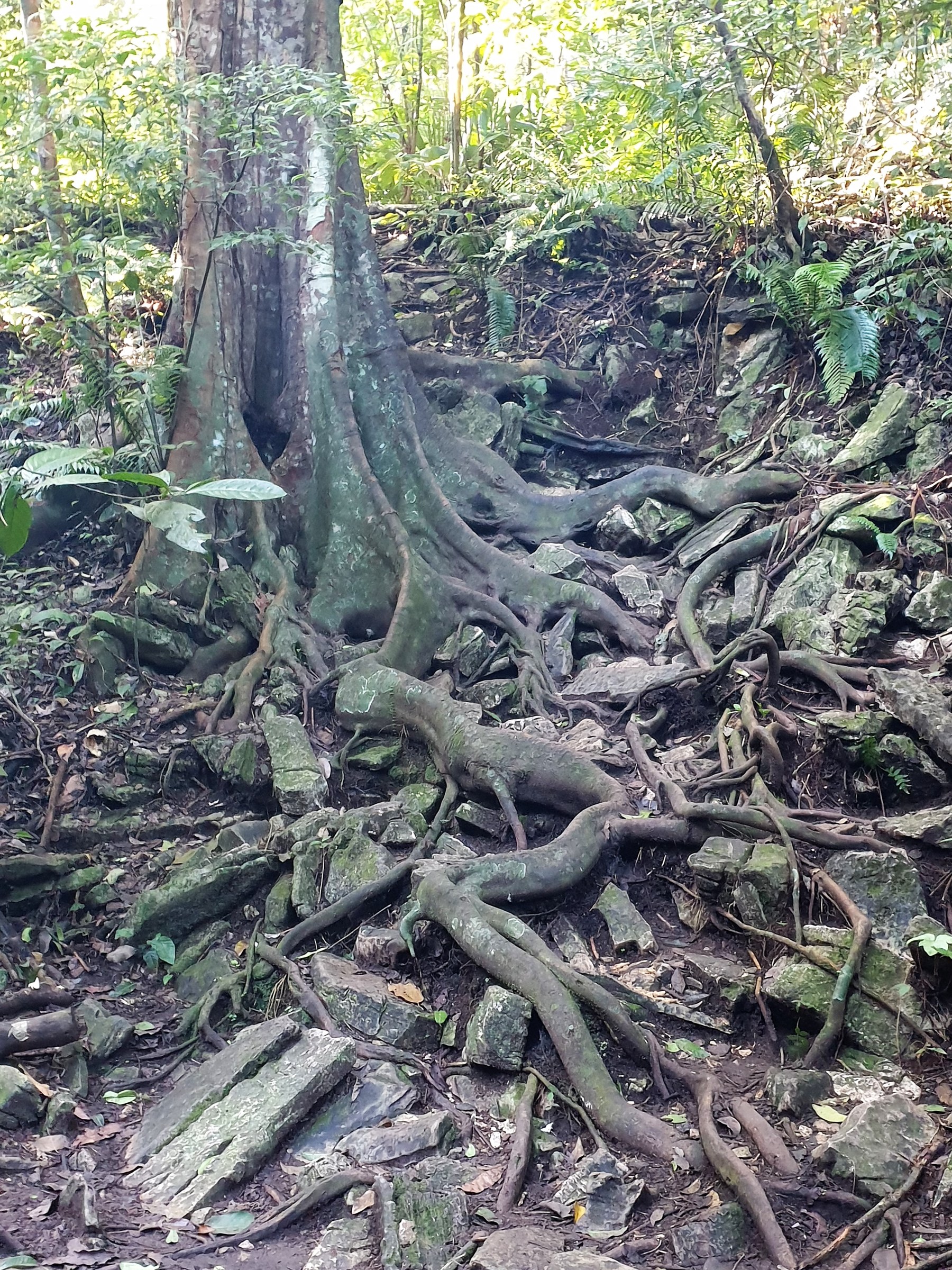 Florida Strangler Fig (Ficus aurea) - PlantNative.org Thick buttressed roots of a Florida strangler fig (Ficus aurea) spreading over rock and soil