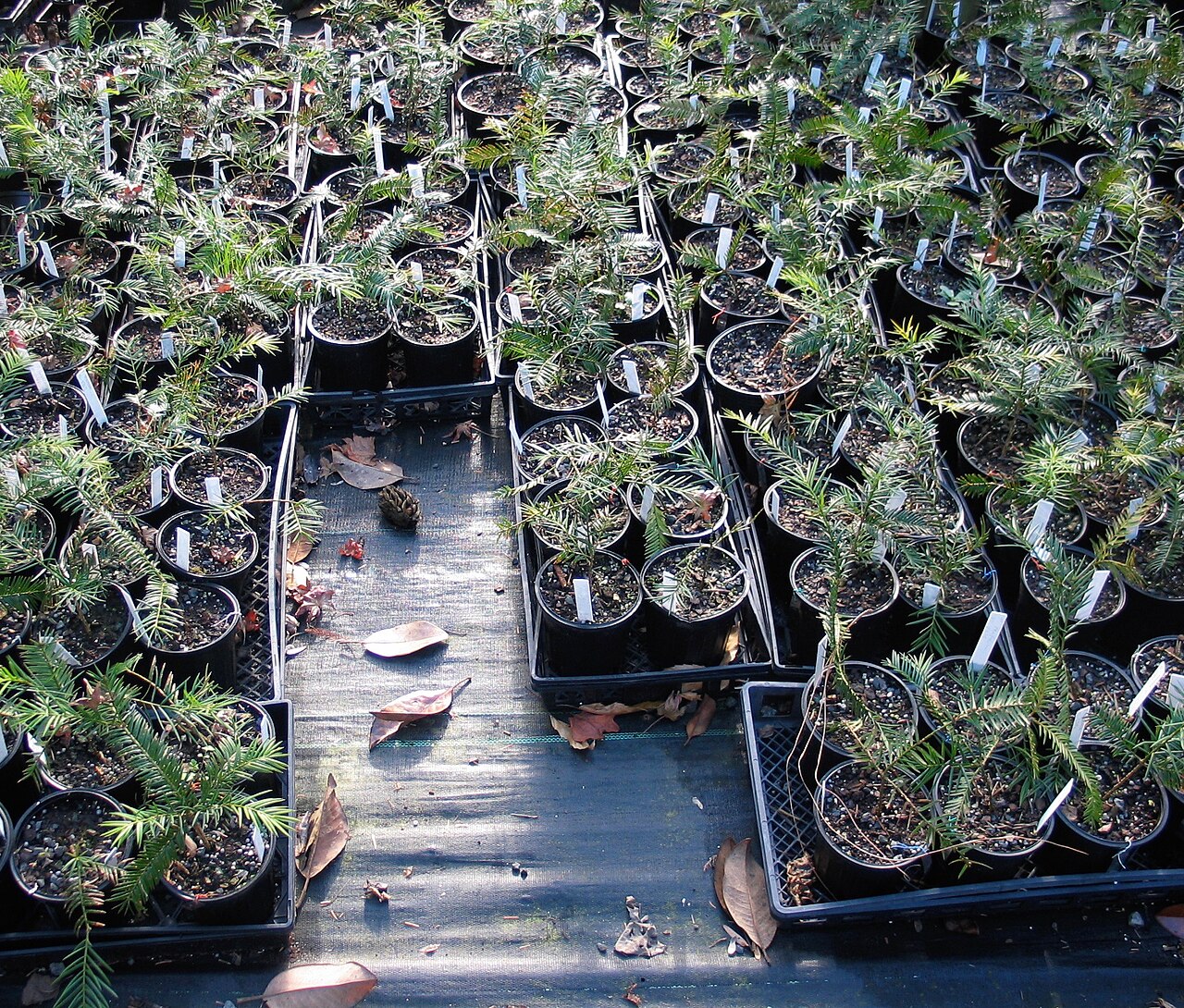 Florida Torreya (Torreya taxifolia) - PlantNative.org Rows of potted Torreya taxifolia seedlings growing under black shade netting at a botanical garden