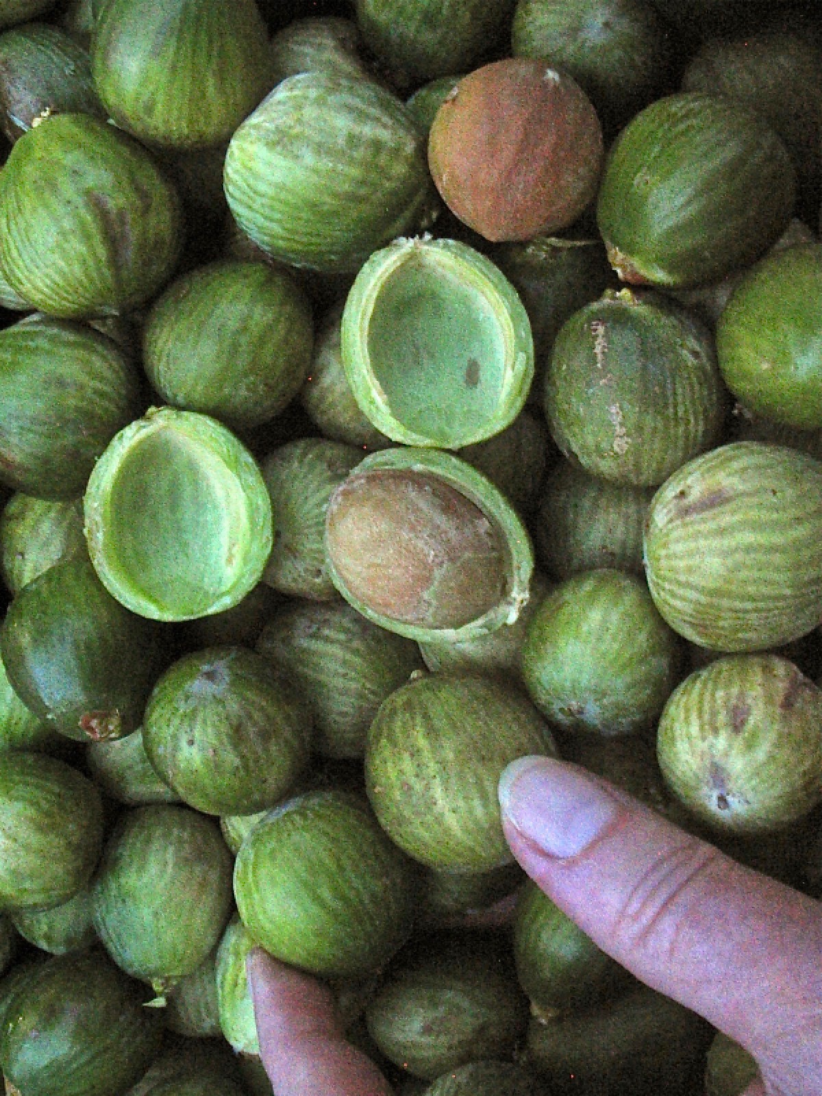 Florida Torreya (Torreya taxifolia) - PlantNative.org Pile of ripe Torreya taxifolia seeds, some whole and green, others cut open to show the single hard seed inside