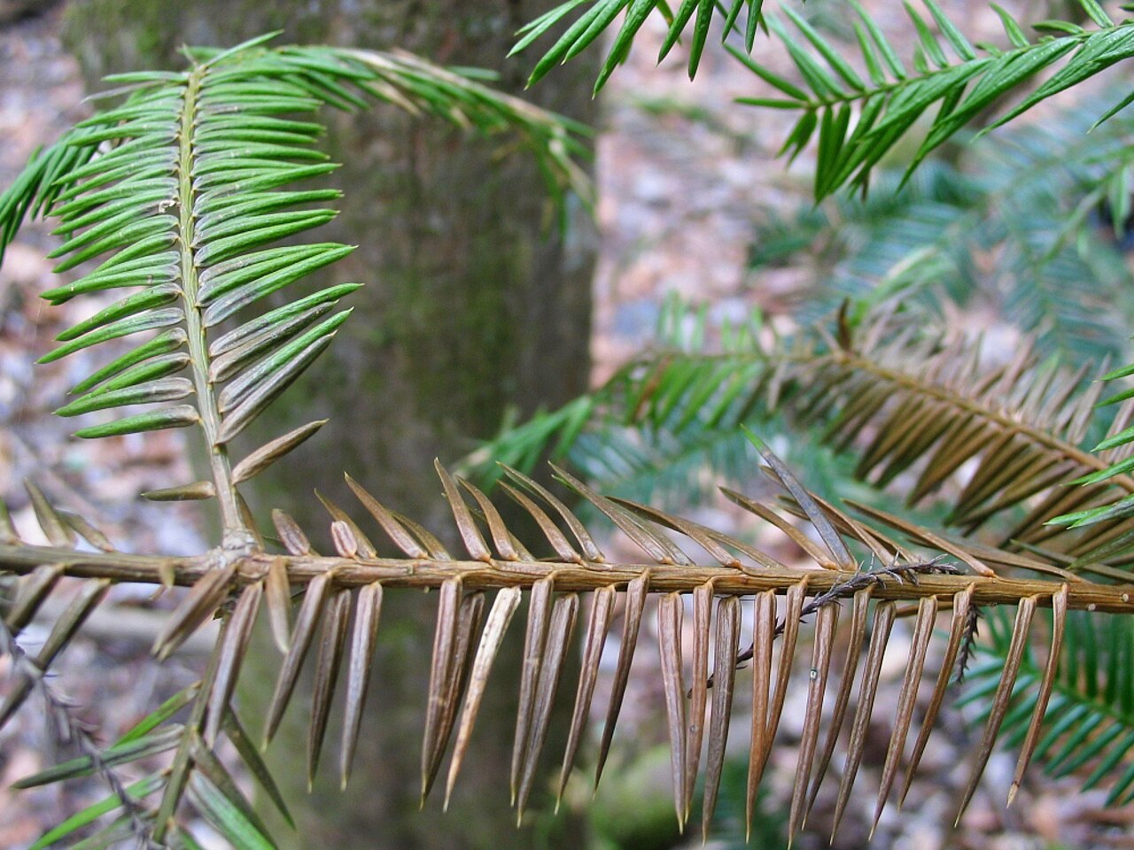 Florida Torreya (Torreya taxifolia) - PlantNative.org Branch of wild Torreya taxifolia in Torreya State Park, Florida, showing sharp dark green needles and brown, blighted needle dieback