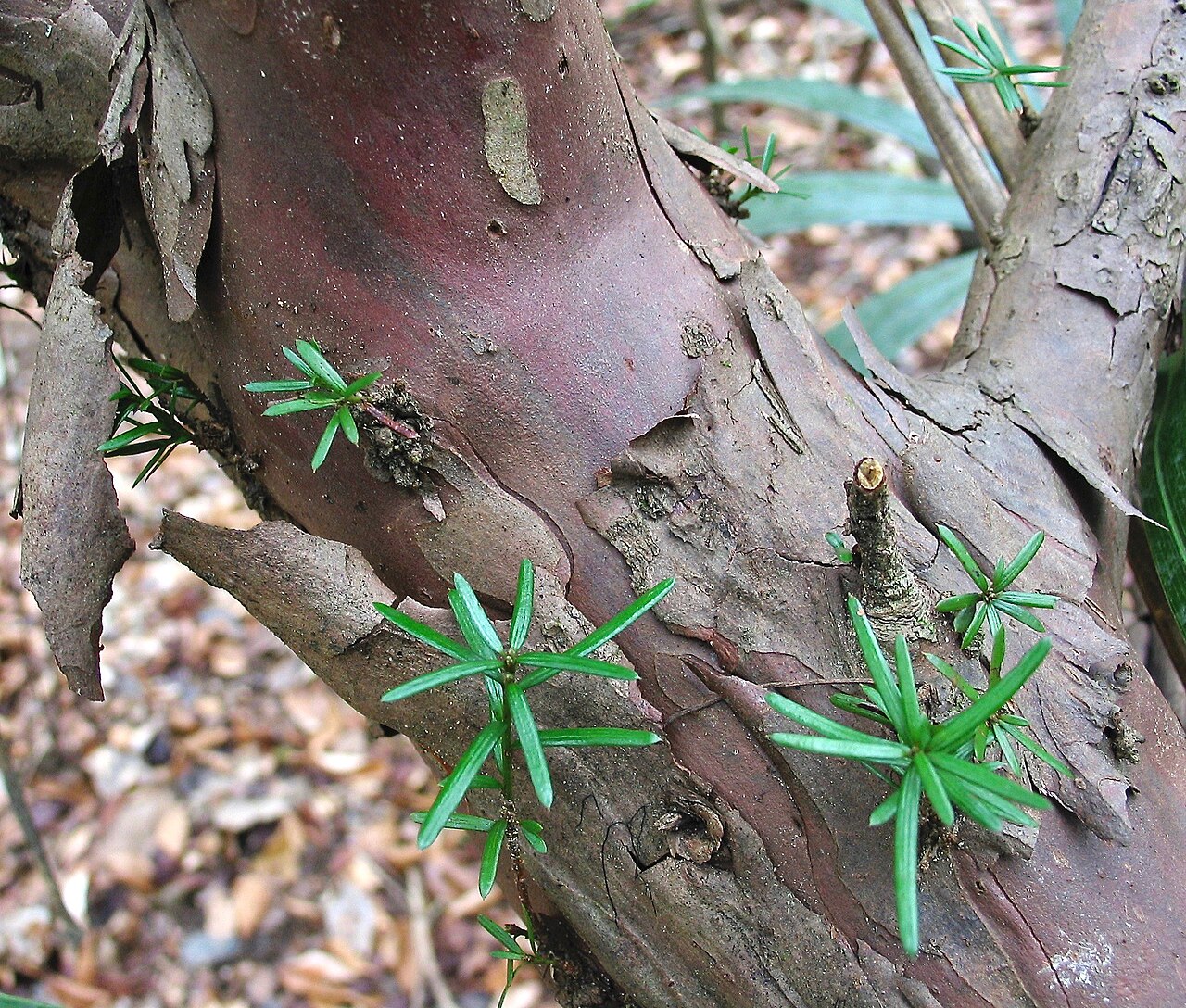 Florida Yew (Taxus floridana) - PlantNative.org Close-up of Florida Yew (Taxus floridana) purplish-brown scaly bark with new needle growth sprouting from the trunk