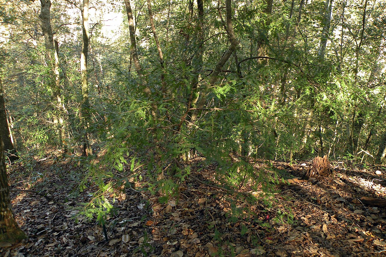 Florida Yew (Taxus floridana) - PlantNative.org Multi-stemmed Florida Yew (Taxus floridana) shrub growing in a shaded ravine forest understory in Torreya State Park, Florida