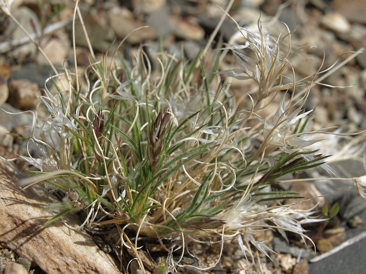 Fluffgrass (Dasyochloa pulchella) - PlantNative.org Dried fluffgrass (Dasyochloa pulchella) clump in rocky desert habitat in the White Mountains of California, showing its typical dormant, curled tan appearance
