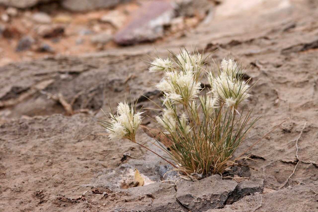 Fluffgrass (Dasyochloa pulchella) - PlantNative.org Fluffgrass (Dasyochloa pulchella) growing from a crack in desert rock, showing its dense tuft of wiry leaves and fluffy white seed plumes