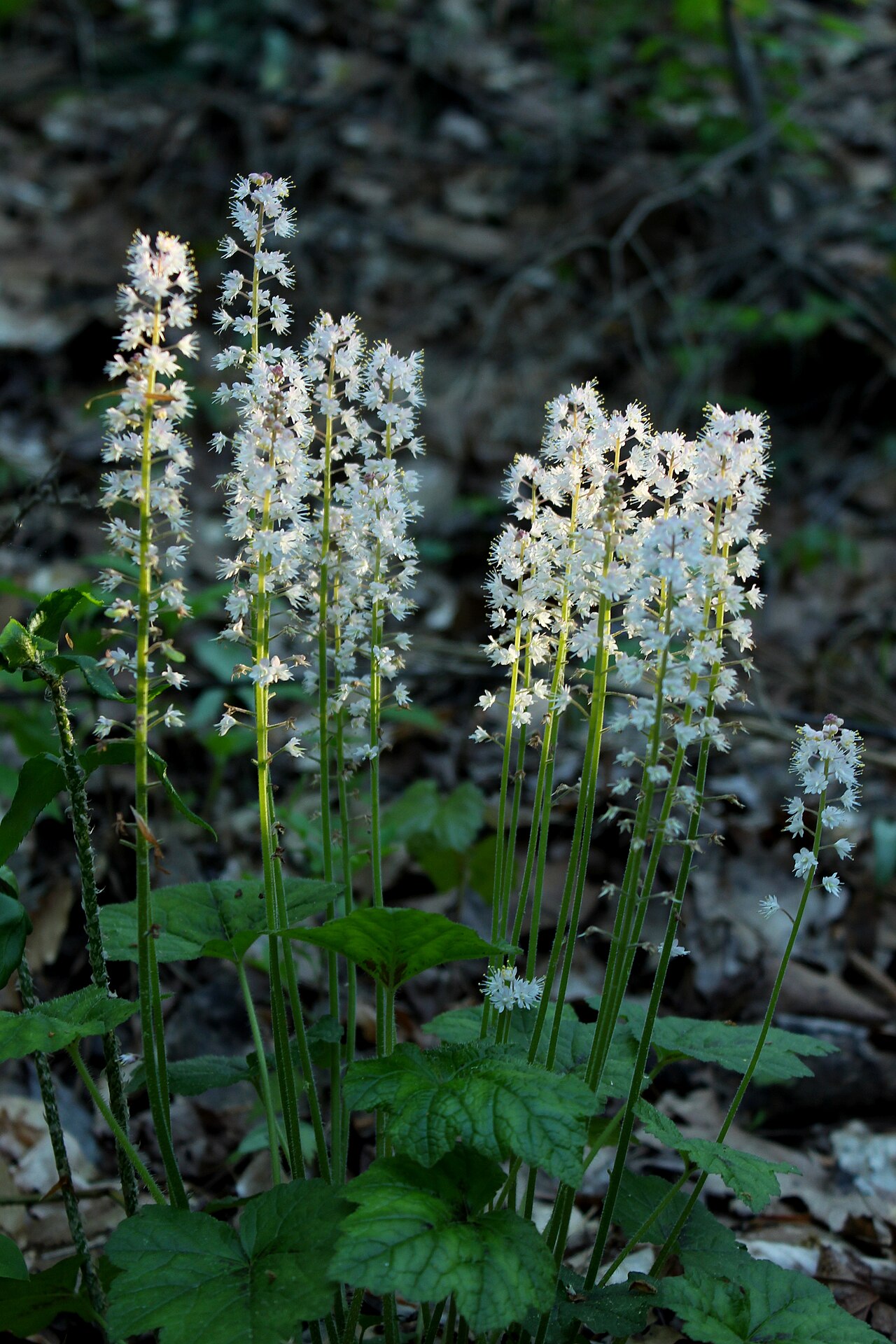 Foamflower (Tiarella cordifolia) - PlantNative.org Heartleaf foamflower (Tiarella cordifolia) clumps in bloom with spikes of frothy white flowers above heart-shaped leaves in a North Carolina woodland