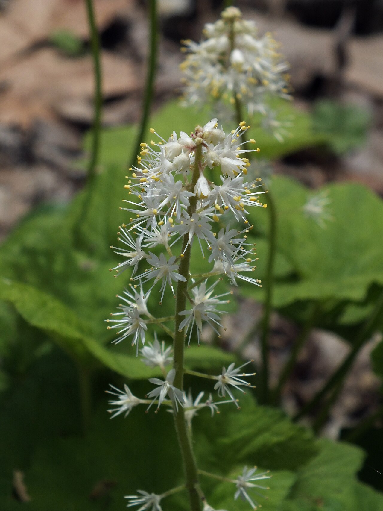 Foamflower (Tiarella cordifolia) - PlantNative.org Close-up of heartleaf foamflower (Tiarella cordifolia) flower spike showing small white flowers with long stamens