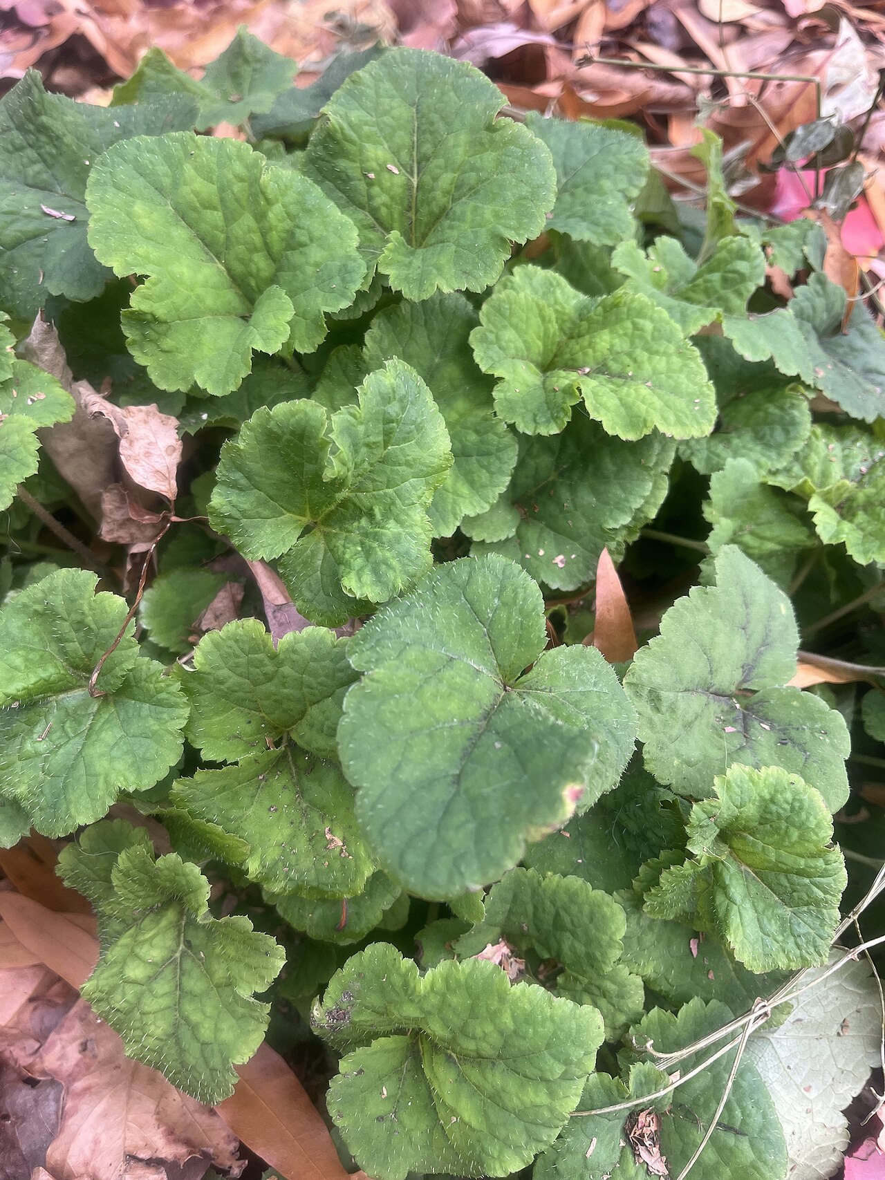 Foamflower (Tiarella cordifolia) - PlantNative.org Heart-shaped, hairy leaves of foamflower (Tiarella cordifolia) forming a dense groundcover mat