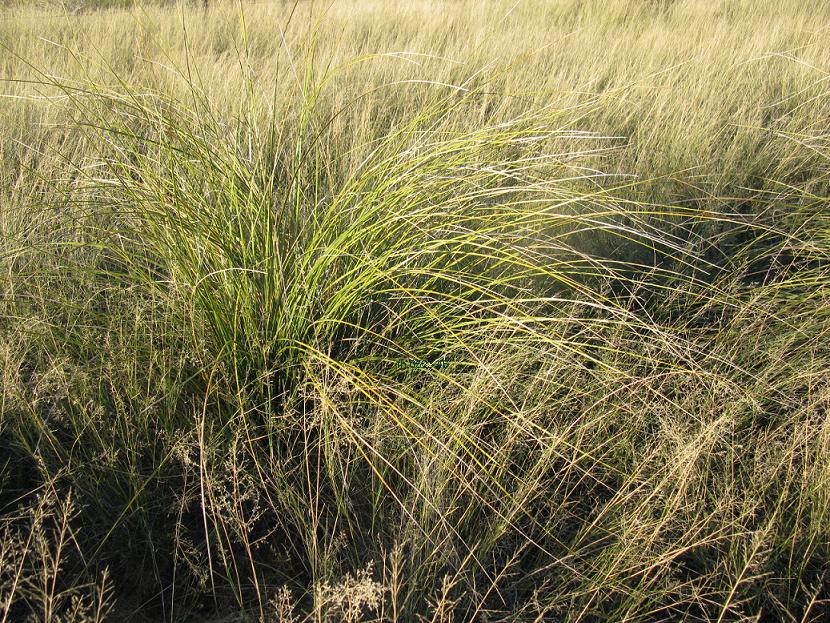 Dense clump of Foothill Beargrass (Nolina erumpens) with fine, grasslike leaves growing in a Trans-Pecos Texas desert grassland
