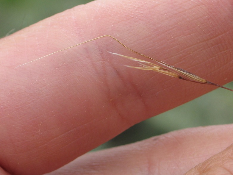 Foothill Needlegrass (Nassella lepida) - PlantNative.org Close-up of a single foothill needlegrass (Nassella lepida) seed showing its sharp, bent, twisted awn