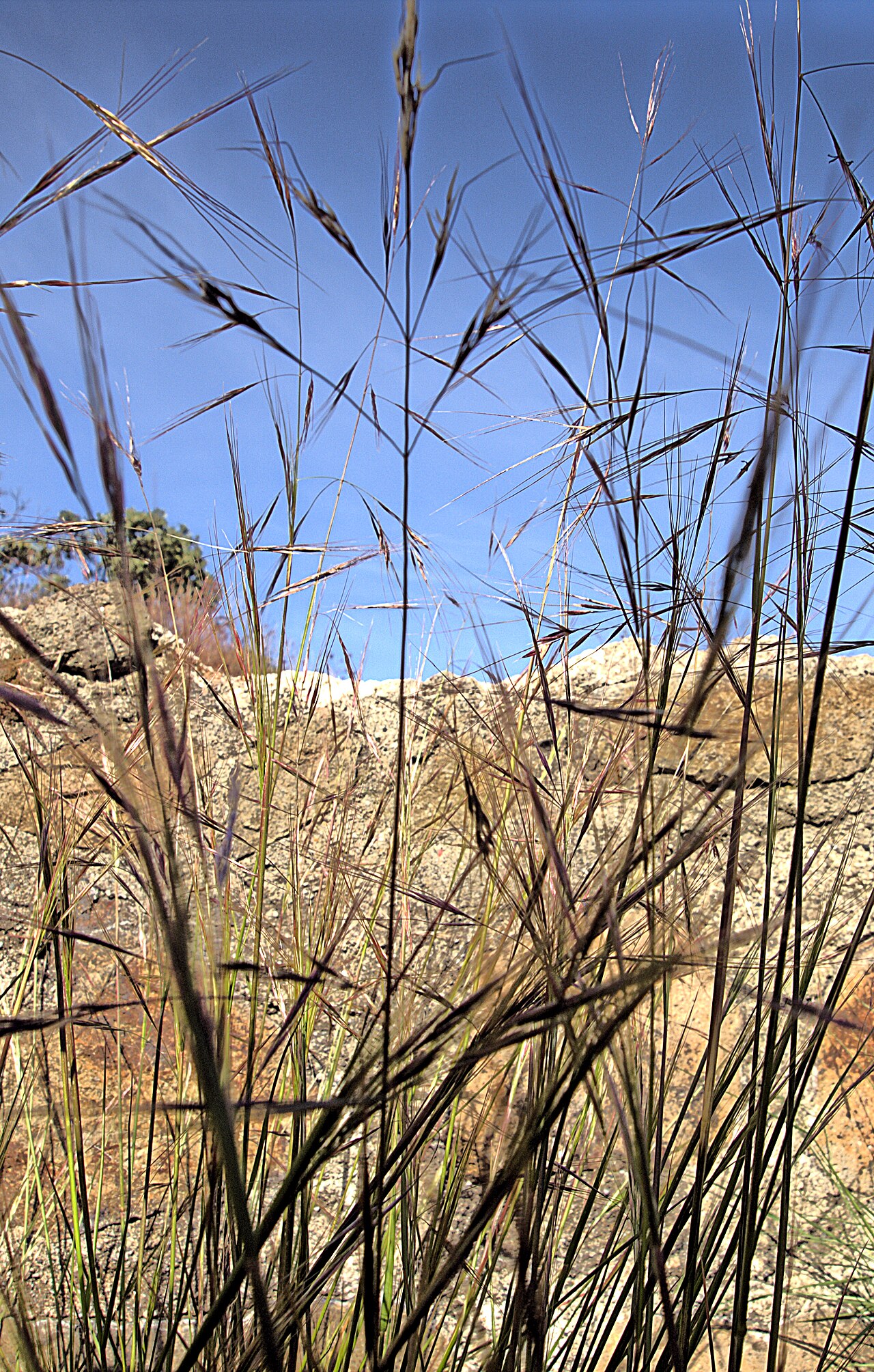 Foothill Needlegrass (Nassella lepida) - PlantNative.org Foothill needlegrass (Nassella lepida) seedheads backlit against a rocky California hillside