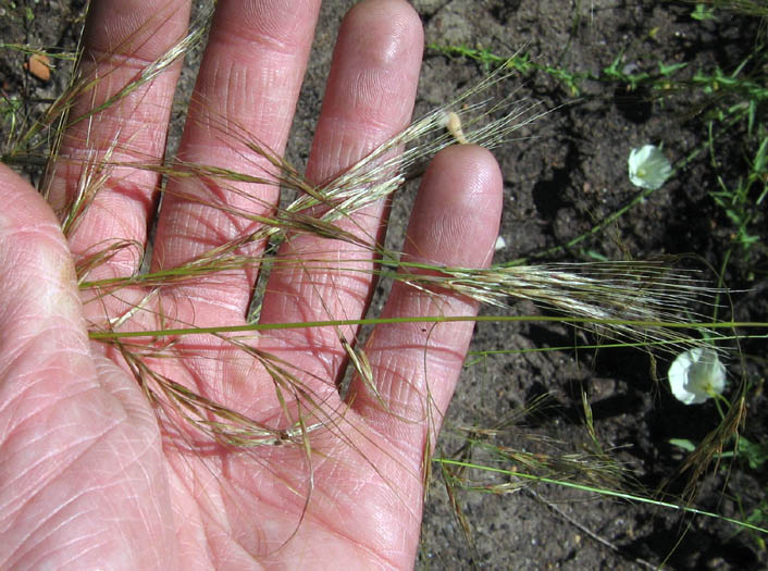 Foothill Needlegrass (Nassella lepida) - PlantNative.org A hand holding mature foothill needlegrass (Nassella lepida) seedheads with their long, bent awns