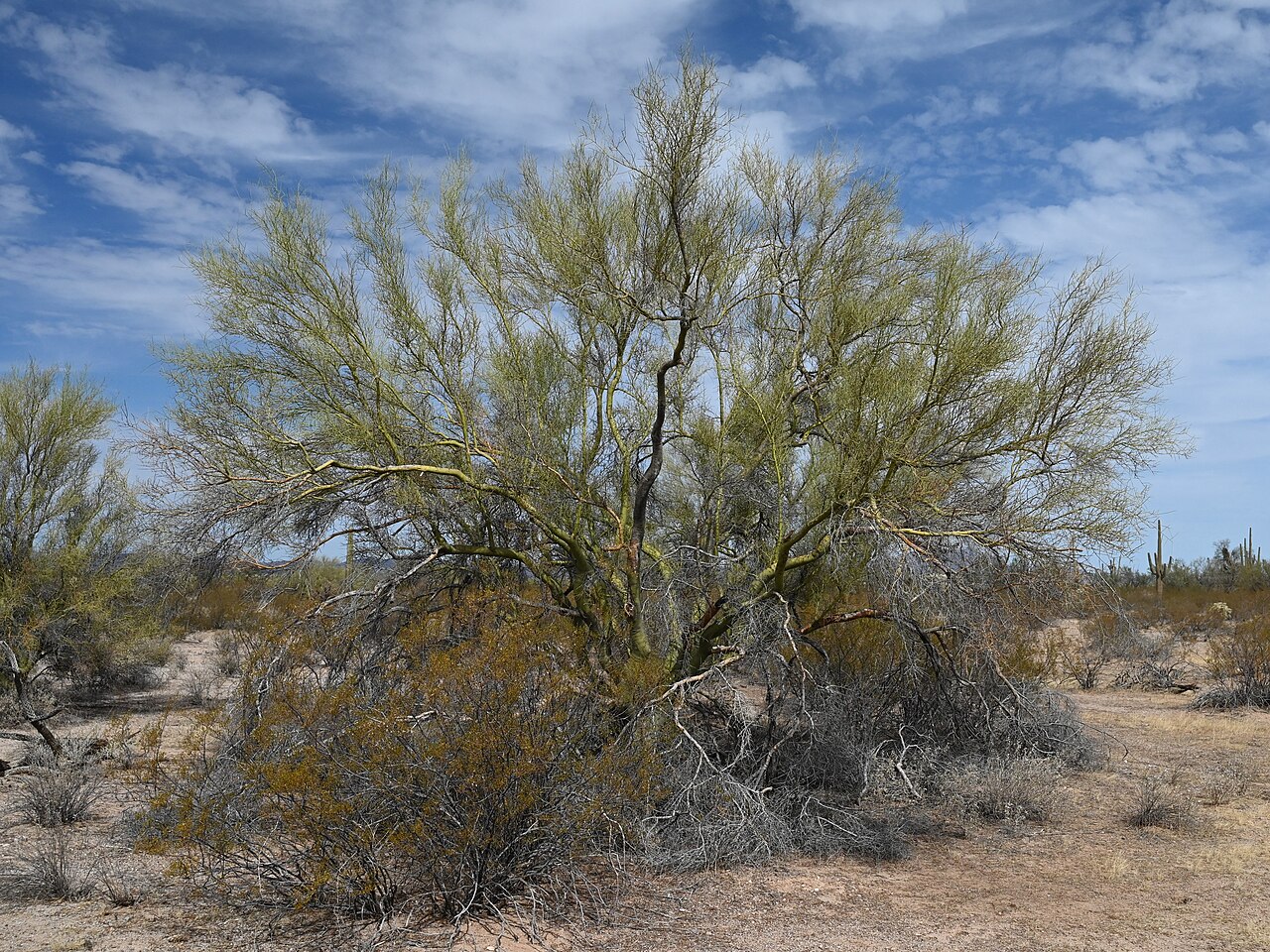 Foothill Palo Verde (Parkinsonia microphylla) - PlantNative.org Foothill palo verde (Parkinsonia microphylla) full tree habit with yellow-green canopy growing on a rocky bajada in the Sonoran Desert