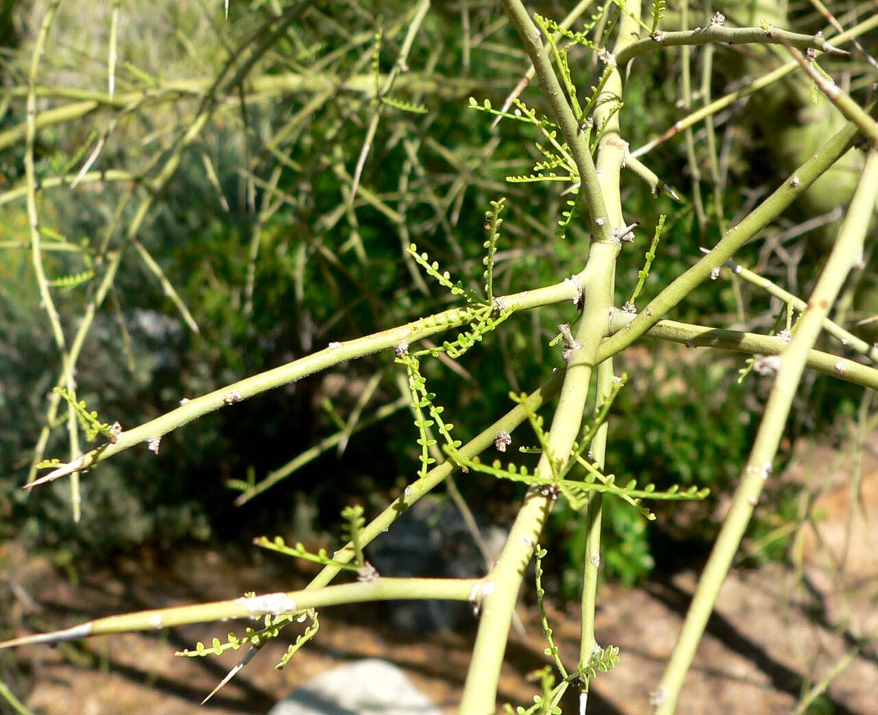 Foothill Palo Verde (Parkinsonia microphylla) - PlantNative.org Close-up of foothill palo verde showing tiny compound leaflets, short spines, and green photosynthetic twigs