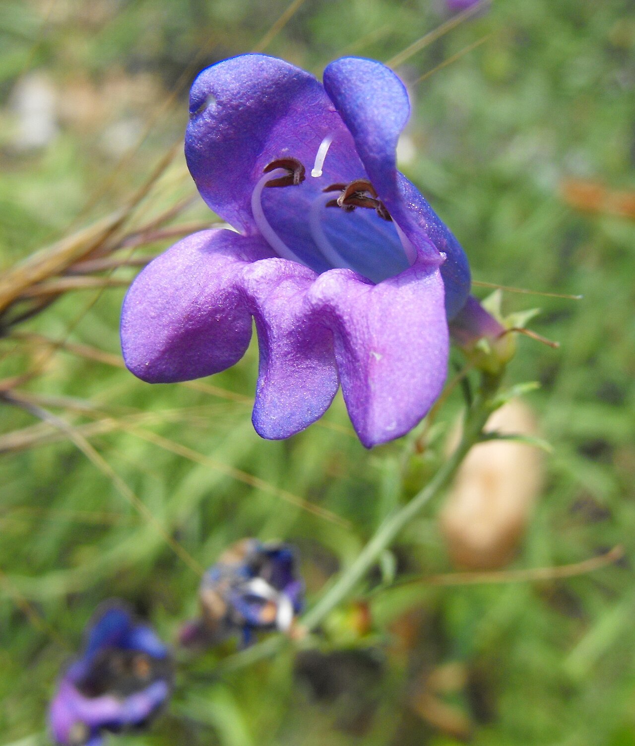 Close-up of a bright blue-violet foothill penstemon (Penstemon heterophyllus) flower with purple-tinted petals