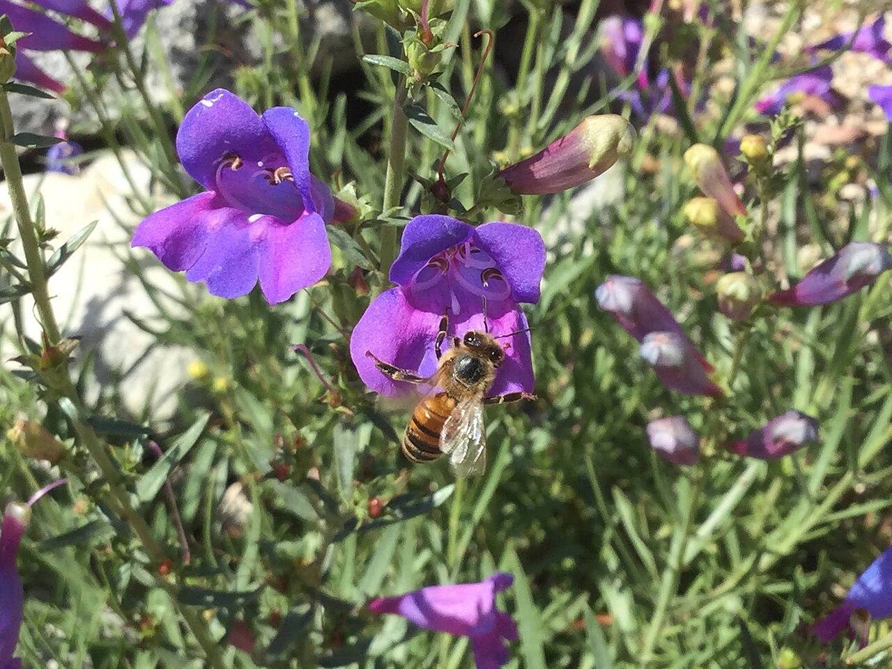 A honeybee visiting a cluster of purple-blue foothill penstemon (Penstemon heterophyllus) flowers