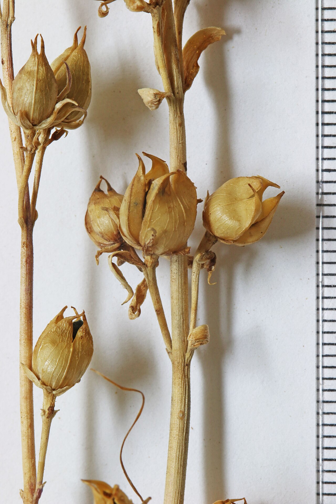 Dried seed capsules of foothill penstemon (Penstemon heterophyllus) on dried flower stalks