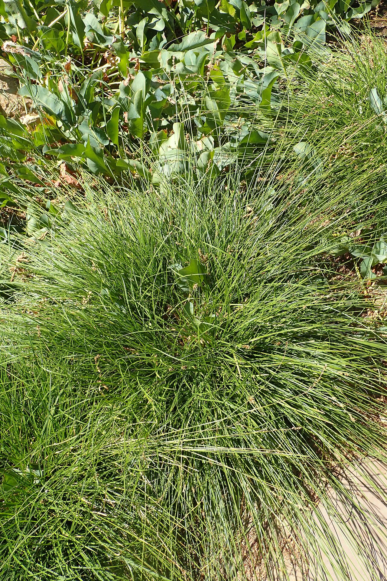 Overhead view of a foothill sedge (Carex tumulicola) clump showing its fine, fountain-like growth habit
