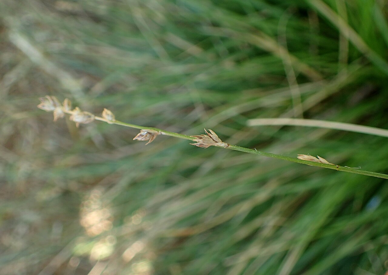 Close-up of a foothill sedge (Carex tumulicola) flowering spike with small beaked seed capsules
