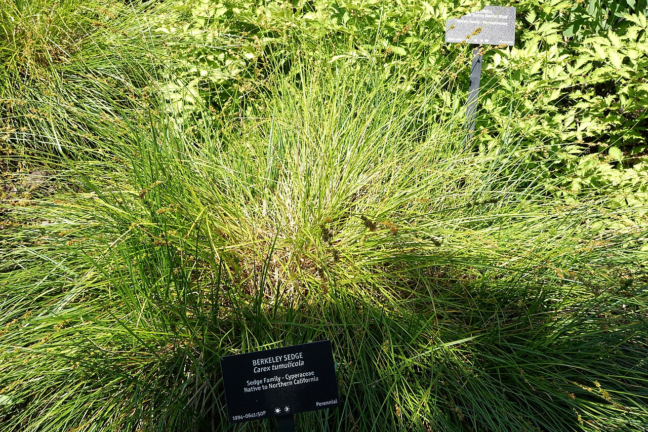 Foothill sedge (Carex tumulicola) forming a dense, fine-textured mound of arching green blades