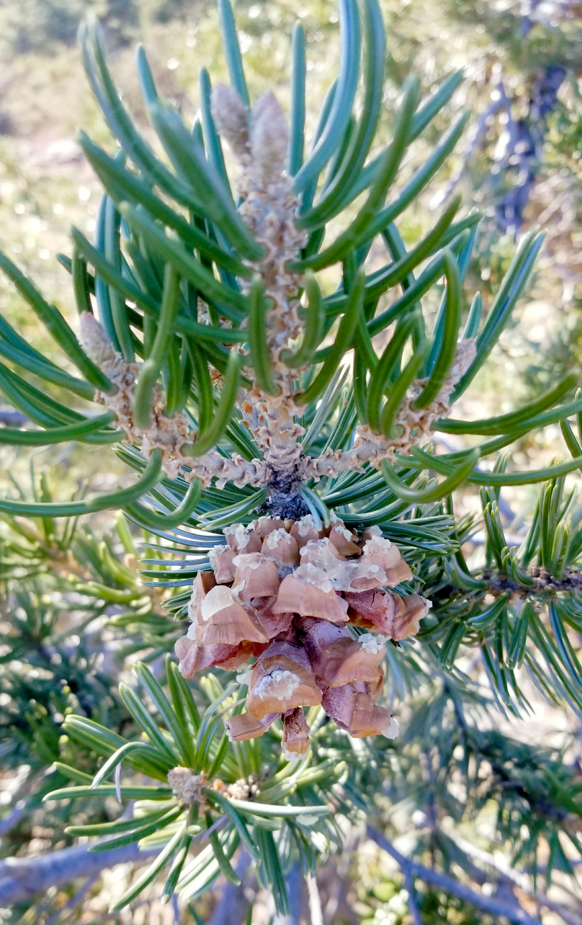 Close-up of a ripening cone and needle cluster of four-leaf pinyon (Pinus quadrifolia)