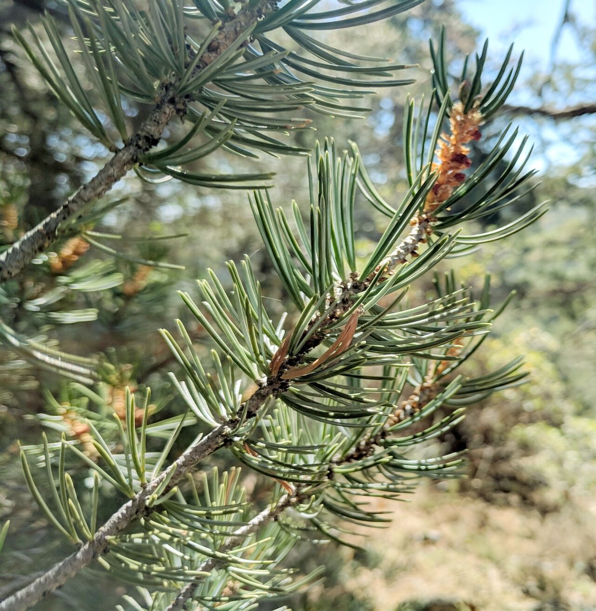 Close-up of a four-leaf pinyon (Pinus quadrifolia) branch held in hand showing needle bundles