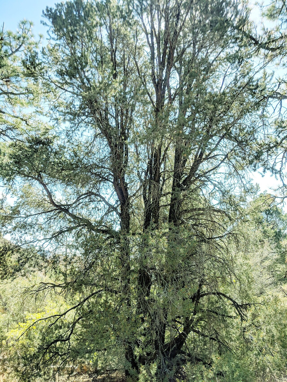 Mature four-leaf pinyon (Pinus quadrifolia) tree with rounded crown growing near Mount Laguna in San Diego County, California