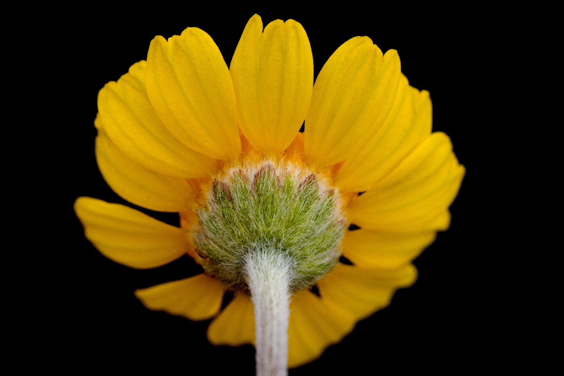 Four-nerve Daisy (Tetraneuris scaposa) - PlantNative.org Close-up underside view of a Four-nerve Daisy bloom showing the hairy involucre and ray petal veining