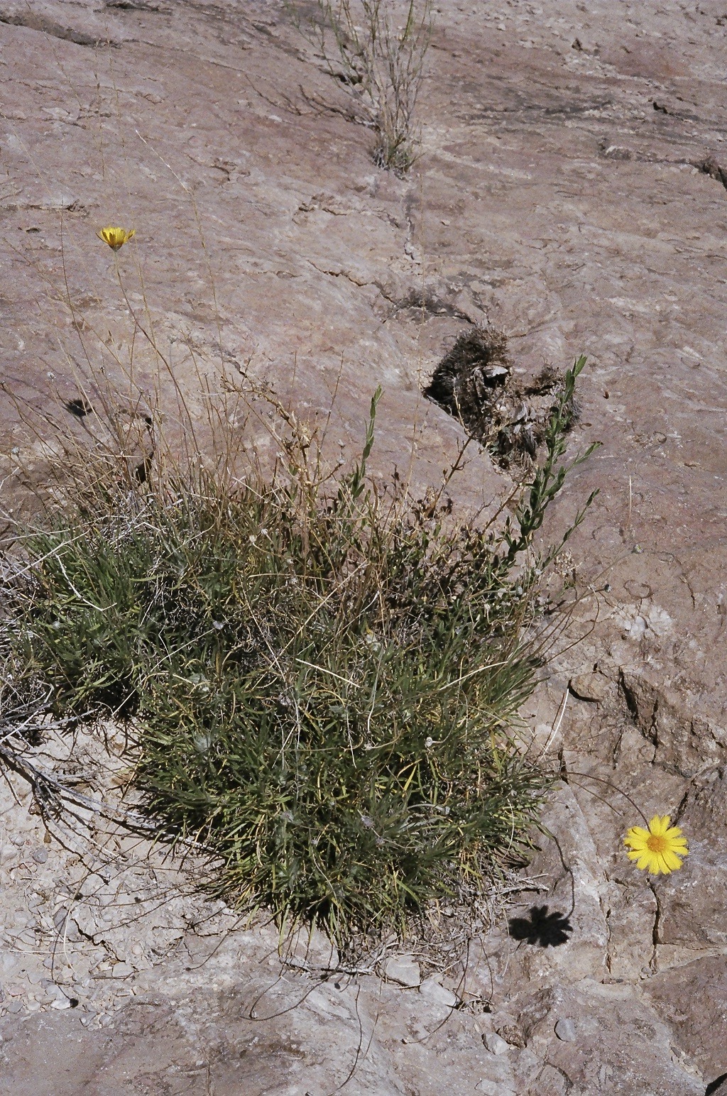 Four-nerve Daisy (Tetraneuris scaposa) - PlantNative.org Four-nerve Daisy (Tetraneuris scaposa) growing as a low tuft on a limestone bench in Big Bend National Park, Texas