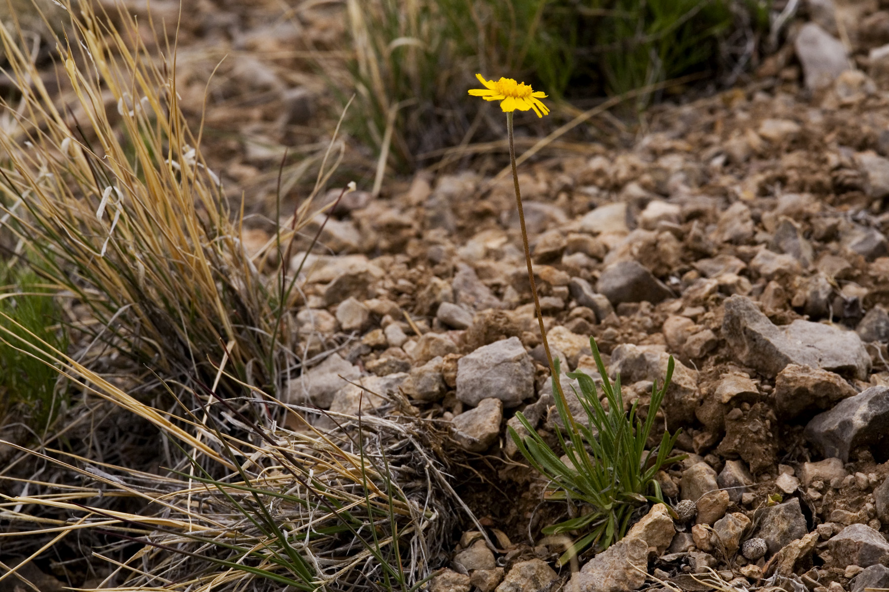 Four-nerve Daisy (Tetraneuris scaposa) - PlantNative.org Single Four-nerve Daisy flower on a wiry leafless stalk rising from a tuft of narrow gray-green leaves among limestone gravel