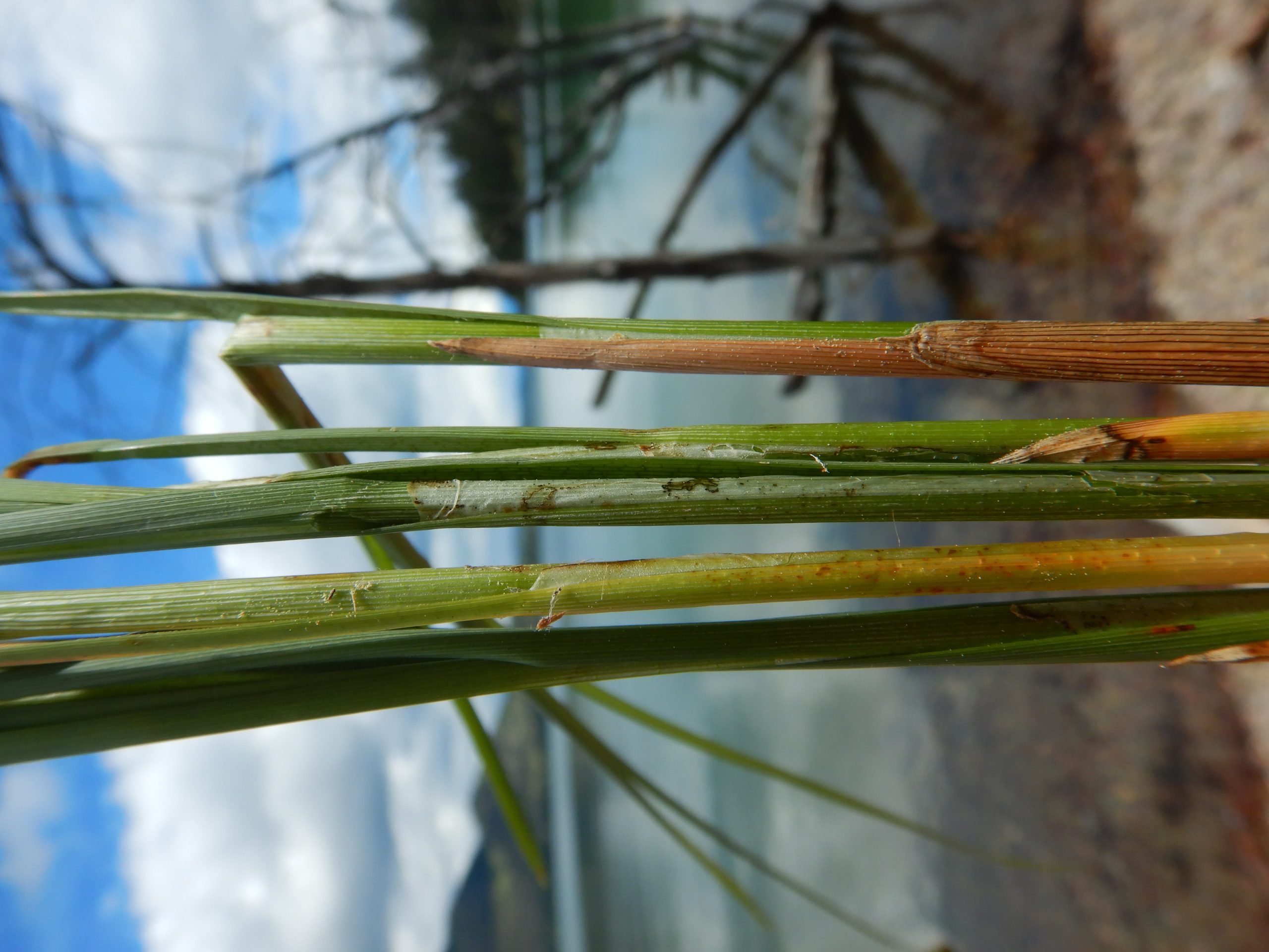 Fox sedge (Carex vulpinoidea) growing at the edge of a lake in its native wetland habitat