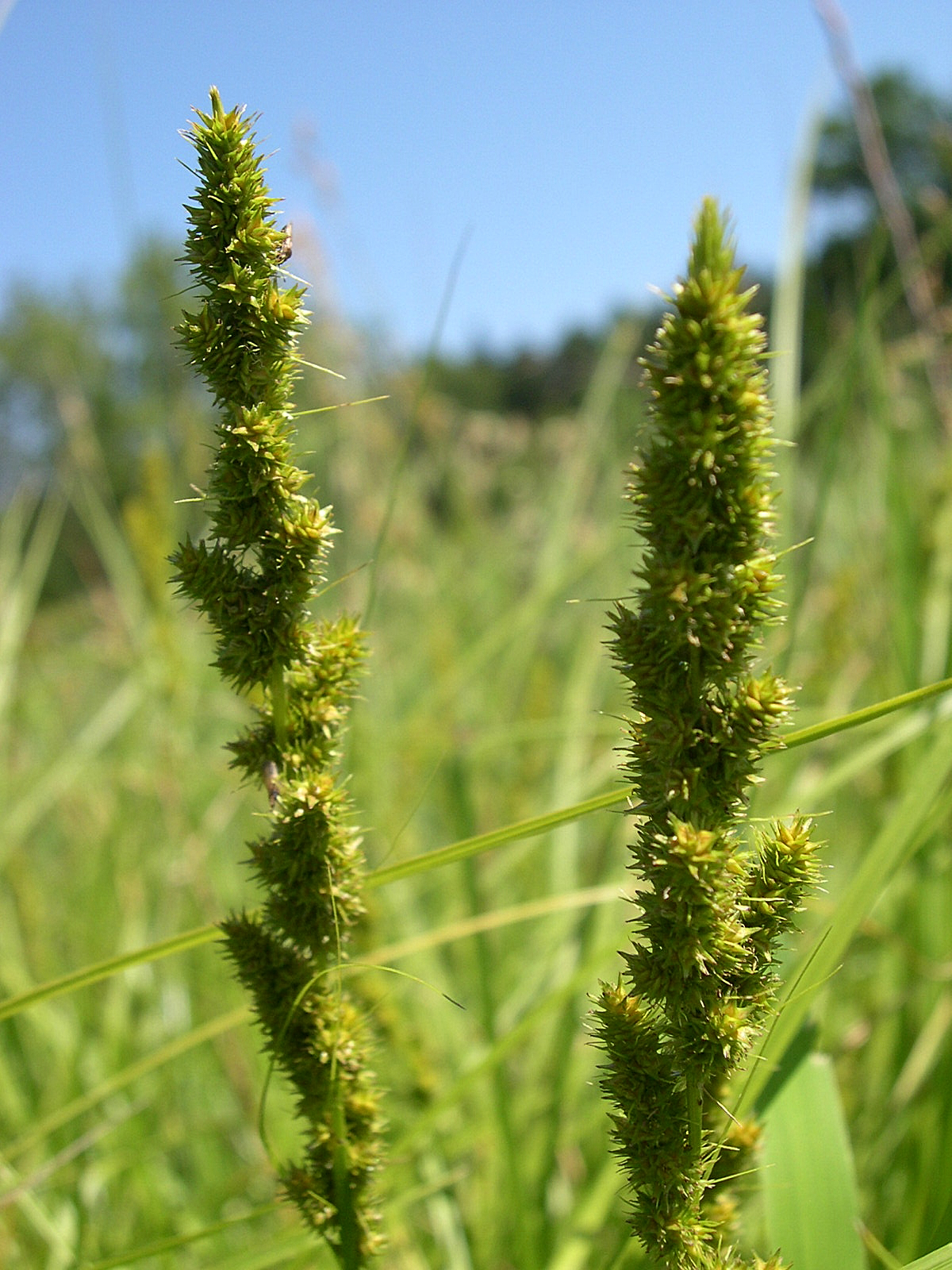 Fox sedge (Carex vulpinoidea) flowering spikes in a sunny wet meadow