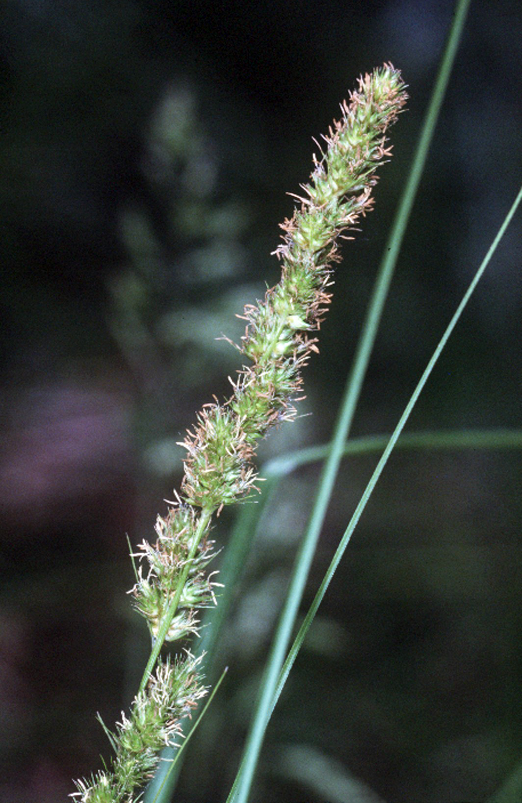 Close-up of a fox sedge (Carex vulpinoidea) flower spike showing the dense, bristly cluster of spikelets