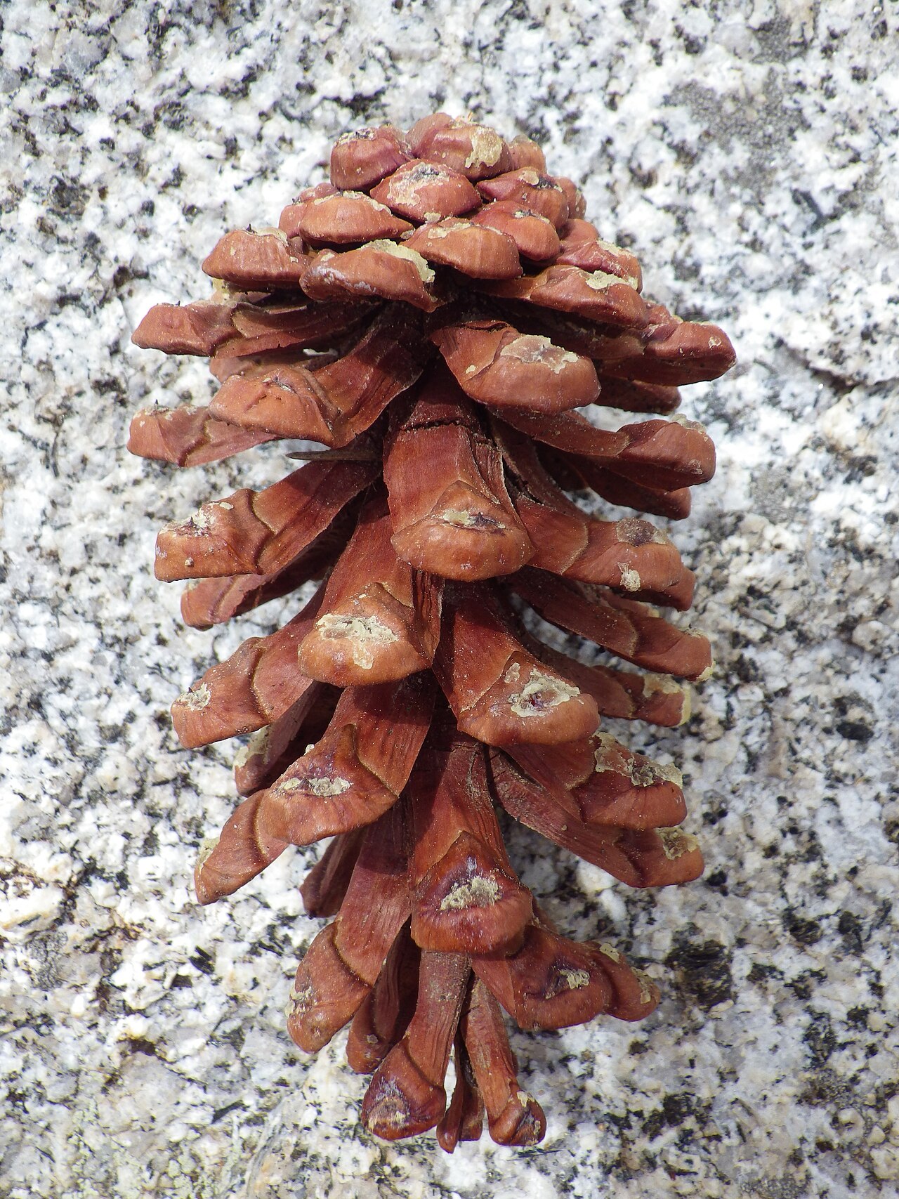 Foxtail Pine (Pinus balfouriana) - PlantNative.org Close-up of a foxtail pine (Pinus balfouriana) cone resting on granite, showing the reddish-brown scales and short weak prickles