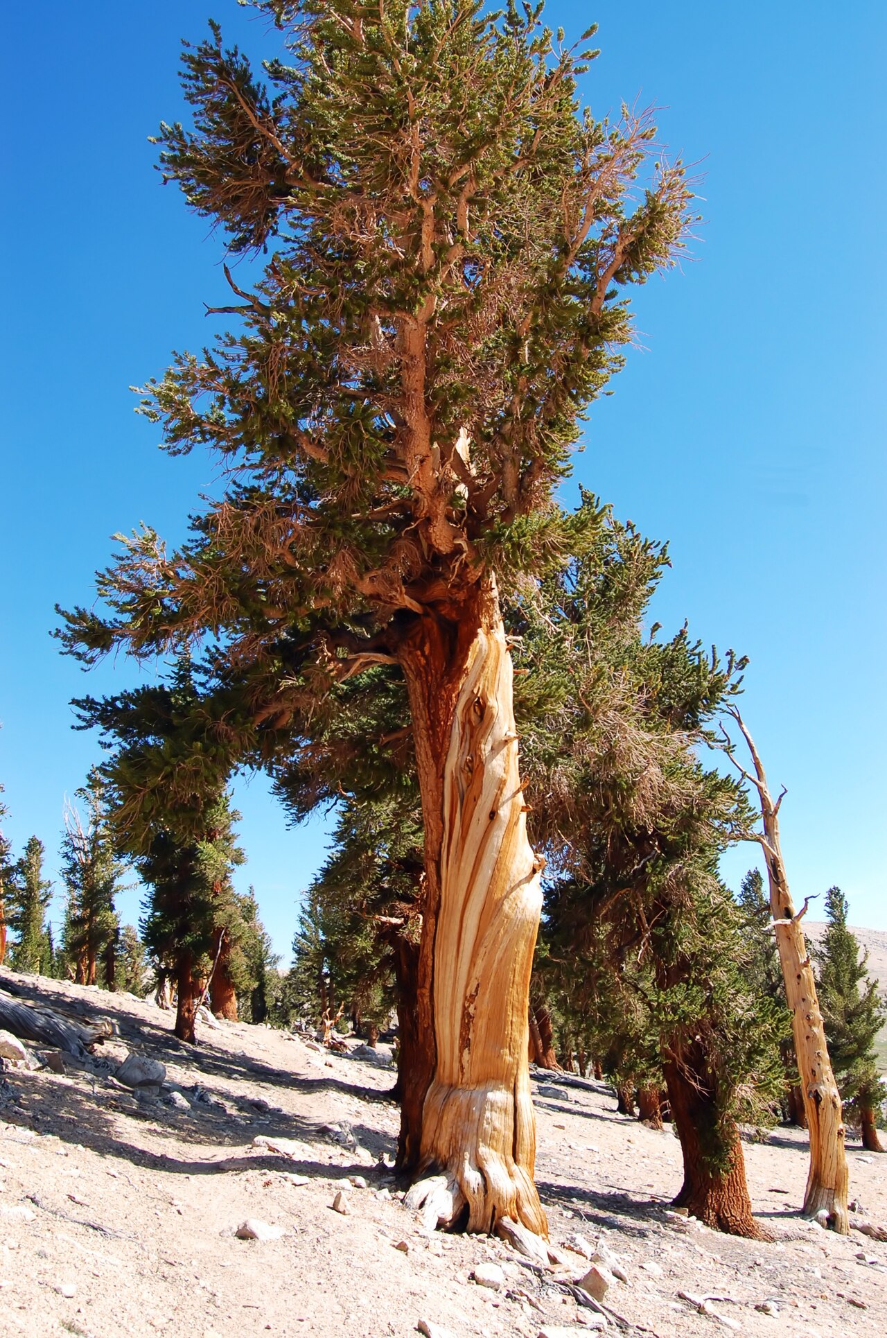 Foxtail Pine (Pinus balfouriana) - PlantNative.org Ancient, weathered foxtail pine (Pinus balfouriana) with exposed strip-bark trunk growing at high elevation in Sequoia National Park, California