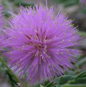 Fragrant Mimosa (Mimosa borealis) - PlantNative.org Fragrant Mimosa (Mimosa borealis) pink pom-pom flower cluster with stamens