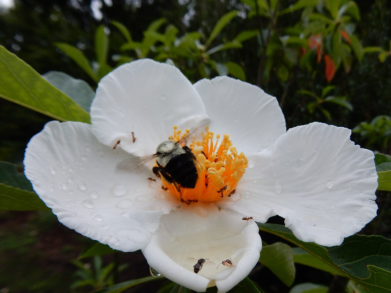 Franklin Tree (Franklinia alatamaha) - PlantNative.org Large white camellia-like flower of Franklin tree (Franklinia alatamaha) with a bee visiting the bright orange stamens
