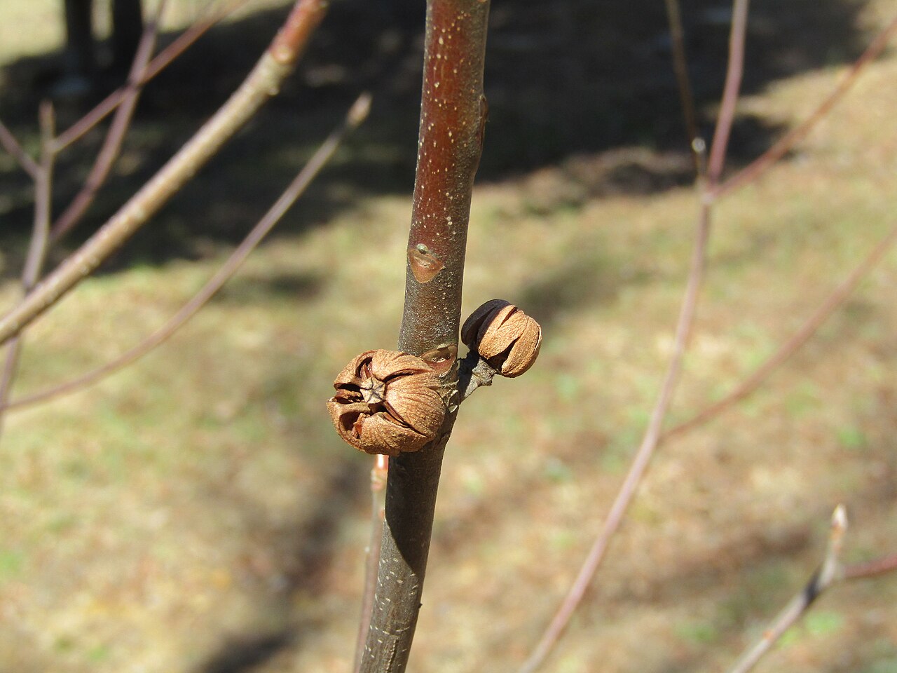 Franklin Tree (Franklinia alatamaha) - PlantNative.org Hard woody seed capsules of Franklin tree (Franklinia alatamaha) on a bare winter branch