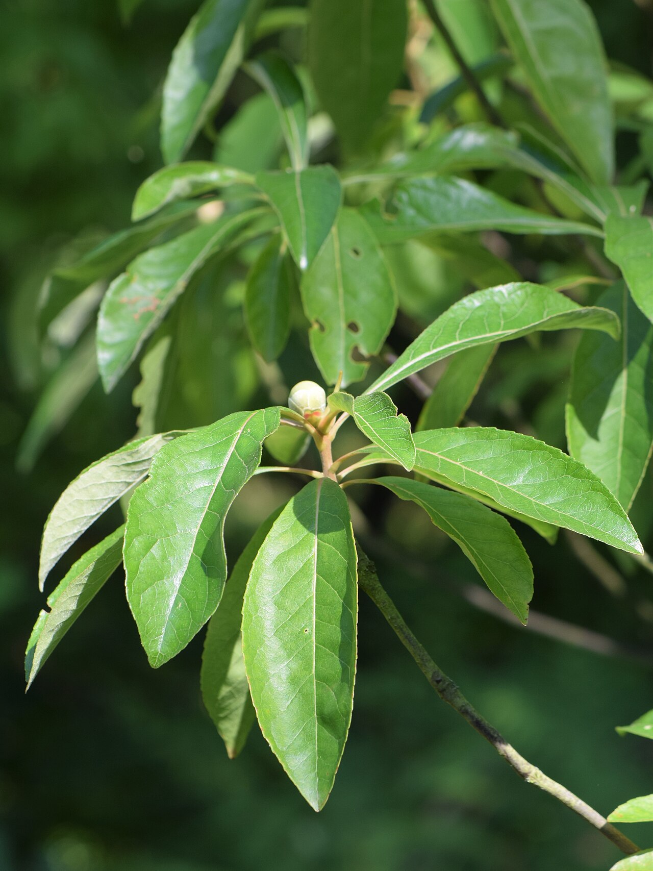 Franklin Tree (Franklinia alatamaha) - PlantNative.org Glossy elliptical leaves and an unopened flower bud of Franklin tree (Franklinia alatamaha)