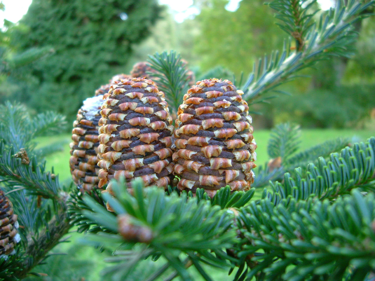Close-up of Fraser fir upright cones with long reflexed bracts, on a cultivated tree