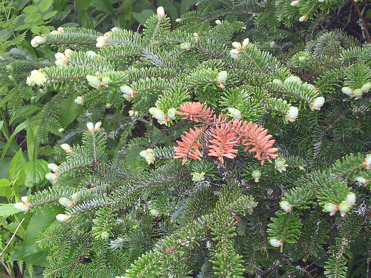 Fraser Fir (Abies fraseri) - PlantNative.org Close-up of Fraser fir foliage showing flat needles with silvery stomatal bands on the underside
