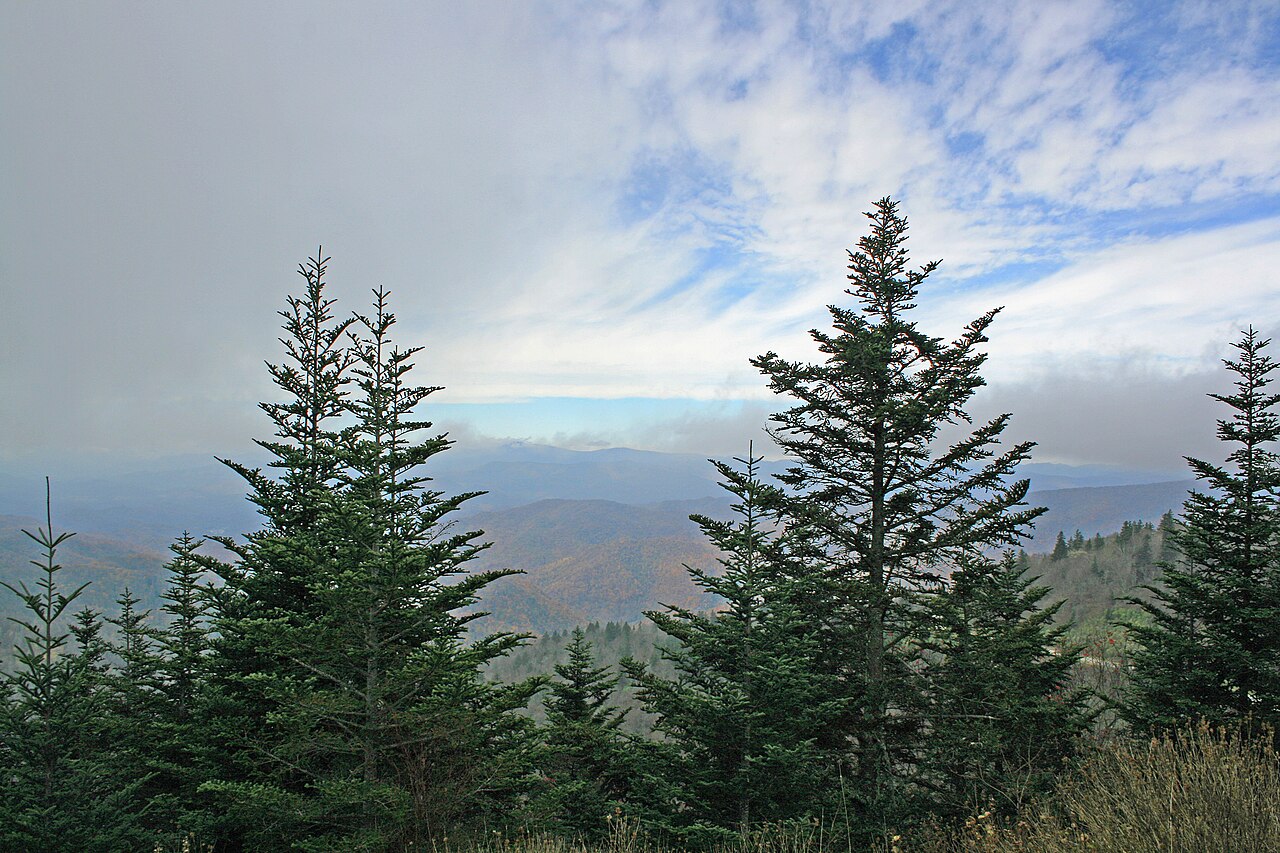 Fraser fir (Abies fraseri) trees growing along the Blue Ridge Parkway at high elevation in North Carolina