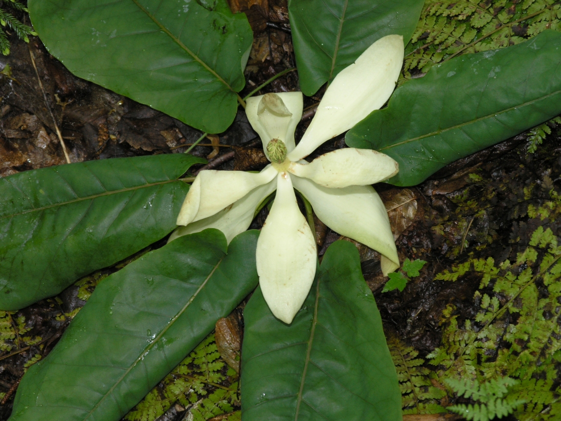 Fraser Magnolia (Magnolia fraseri) - PlantNative.org Close-up of a Fraser magnolia (Magnolia fraseri) flower showing nine creamy white strap-shaped tepals surrounded by large auriculate leaves